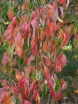 sklep ogrodniczy - Dereń kolumnowy FLOWER TOWER „ZuilB1” PBR Cornus kousa C5/50-60cm *K11