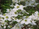 rośliny ogrodowe -  Dereń kousa Cornus kousa var.chinensis C10/1-1,4m *K13
