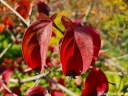 sklep ogrodniczy - Dereń kousa Cornus kousa var.chinensis C10/1-1,4m *K13