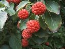 sadzonki - Dereń kousa Cornus kousa var.chinensis C10/1-1,4m *K13