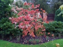 sklep ogrodniczy - Dereń kousa Cornus kousa var.chinensis C10/1-1,4m *K13