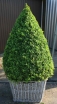 rośliny ogrodowe - Bukszpan wieczniezielony C5/50-70cm