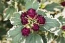 sklep ogrodniczy -  Hibiscus syriacus 'Purpureus Variegatus'  Ketmia syryjska C5/30-50cm *T39