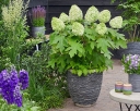rośliny ozdobne  Hortensja dębolistna TARA® 'BIV01' Hydrangea quercifolia C3/20cm *K11