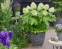 sadzonki  Hortensja dębolistna TARA® 'BIV01' Hydrangea quercifolia C3/20cm *K11