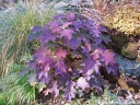 sadzonki - Hortensja dębolistna TARA® 'BIV01' Hydrangea quercifolia C3/20cm *K11