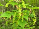 sadzonki -  Klon cienkoszypułkowy K.hondoański K.wężowy Acer capillipes C2/80-100cm *K19