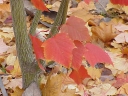 sadzonki - Klon cienkoszypułkowy K.hondoański K.wężowy Acer capillipes C2/80-100cm *K19