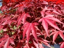 rośliny ozdobne  Klon kolumnowy 'Twombly's Red Sentinel' Acer palmatum C3/40-50cm *K12