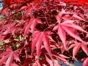 rośliny ozdobne -  Klon kolumnowy 'Twombly's Red Sentinel' Acer palmatum C3/40-50cm *K12