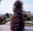 sadzonki - Klon kolumnowy 'Twombly's Red Sentinel' Acer palmatum C3/40-50cm *K12