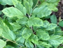 rośliny ozdobne -  Parocja PERSIAN LACE Parrotia persica C3/50-60cm *K19