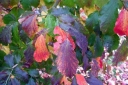 rośliny ogrodowe - Parocja PERSIAN LACE Parrotia persica C3/50-60cm *K19