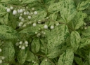 sklep ogrodniczy -  Żylistek szorstki PUNCTATA Deutzia scabra C5/60-80cm *K14