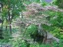 rośliny ozdobne - Styrak japoński BENI BANA SELECTION łac. Styrax japonica C5/1,4-1,6m *K8