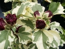 sklep ogrodniczy - Hibiscus syriacus 'Purpureus Variegatus'  Ketmia syryjska C5/30-50cm *T39