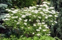 rośliny ogrodowe  Kalina amerykańska DART'S GRADUATE Viburnum trilobum V. americanum C3/80-100cm *K14