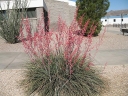 rośliny ozdobne -  Hesperaloe parviflora RUBRA  in. Aloe yuccaefolia Yucca parviflora /C5 *K8