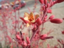 sklep ogrodniczy - Hesperaloe parviflora RUBRA  in. Aloe yuccaefolia Yucca parviflora /C5 *K8