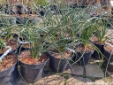 sklep ogrodniczy - Hesperaloe parviflora RUBRA  in. Aloe yuccaefolia Yucca parviflora /C5 *K8