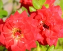 sadzonki -  Róża okrywowa ORANGE BEAUTY Rosa /C2 *K1