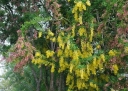 sklep ogrodniczy -  Laburnocytisus EIKE JABLONSKY Laburnocytisus adamii C5/1,4-1,6m *K8
