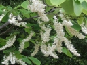 rośliny ogrodowe -  Styrak Hemsleya Styrax hemsleyanus syn. S.huanus C2/20cm