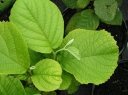 sadzonki - Styrak Hemsleya Styrax hemsleyanus syn. S.huanus C2/20cm