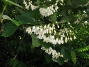 rośliny ogrodowe - Styrak Hemsleya Styrax hemsleyanus syn. S.huanus C2/20cm
