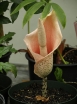 sklep ogrodniczy -  Dziwidło RÓŻOWE Amorphophallus bulbifer /C2
