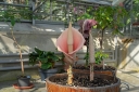 sadzonki - Dziwidło RÓŻOWE Amorphophallus bulbifer /C2