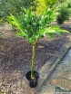 rośliny ogrodowe - Dziwidło RÓŻOWE Amorphophallus bulbifer /C2
