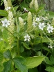 rośliny ogrodowe - Zawilec Leveille'a Anemone leveillei /P9 *K12