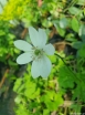 sadzonki - Zawilec Leveille'a Anemone leveillei /P9 *K12