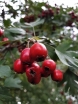 rośliny ozdobne -  Głóg schraderiana Crataegus schraderiana C3/120-140cm *K6
