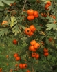 rośliny ogrodowe -  Głóg wrotyczowy Crataegus tanacetifolia C3/140cm *K6