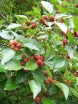 rośliny ogrodowe - Cudrania tricuspidata SEEDLESS CHE Kudrania C2/50cm *K15