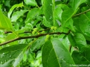 sklep ogrodniczy - Cudrania tricuspidata SEEDLESS CHE Kudrania C2/50cm *K15