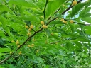 sadzonki - Cudrania tricuspidata SEEDLESS CHE Kudrania C2/50cm *K15