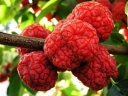 rośliny ogrodowe - Cudrania tricuspidata SEEDLESS CHE Kudrania C2/50cm *K15