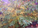 rośliny ozdobne - Cudrania tricuspidata SEEDLESS CHE Kudrania C2/50cm *K15