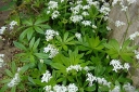 rośliny ogrodowe -  Marzanka wonna Przytulia wonna Galium odoratum /P9 *K12