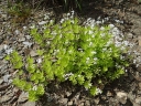 sklep ogrodniczy - Marzanka wonna Przytulia wonna Galium odoratum /P9 *K12