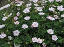 sadzonki -  Bodziszek czerwony APFELBLUTE geranium sanguineum /P9 *K7