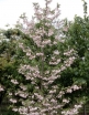 rośliny ogrodowe - Ośnieża karolińska ARNOLD PINK Halesia carolina Halesia monticola C2/40-60cm
