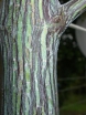 rośliny ogrodowe - Ośnieża karolińska ARNOLD PINK Halesia carolina Halesia monticola C2/40-60cm