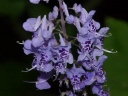 sadzonki -  Isodon shikokianus var. intermedius syn.Rabdosia japonica var. shikokiana /P9