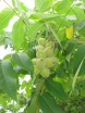 sklep ogrodniczy - Orzech ajlantolistny sercowaty CAMPBELL CW1, Juglans ailantifolia var.cordiformis C4/40cm