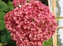 rośliny ozdobne -  Hortensja krzewiasta Bella Anna z serii Endless Summer Hydrangea arborescens /C4