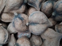 sadzonki -  Orzech ajlantolistny sercowaty CAMPBELL CW4, Juglans ailantifolia var.cordiformis C4/50cm